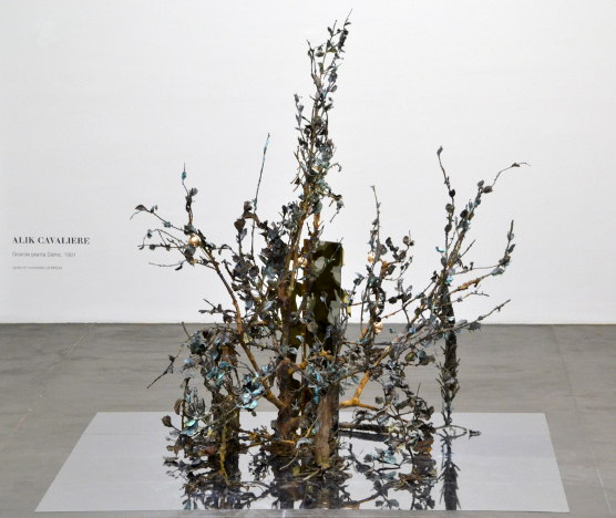 Grande pianta Dafne, 1991